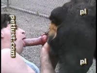 Gay man jerks off and sucks dog penis in dog porn
